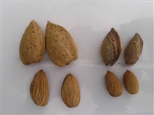 Almonds_20120810