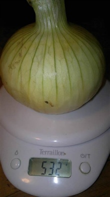 Onion_20121005