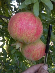 Pomegranate_20120810